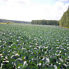 10.08.11 rr c7s_preview.jpg